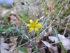 Gagea soleirolii