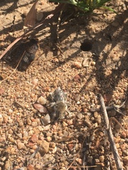 Diadasia bituberculata