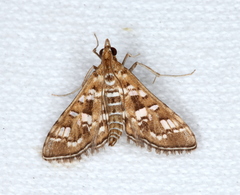 Sameodes iolealis