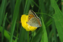 Lycaena phlaeas hypophlaeas