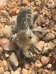 Diadasia bituberculata