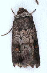 Proteuxoa restituta