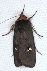 Proteuxoa cinereicollis