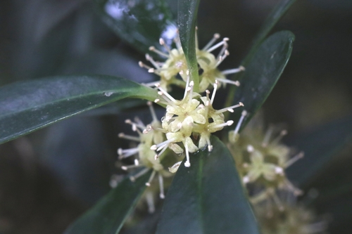Image of Embelia laeta by no rights reserved