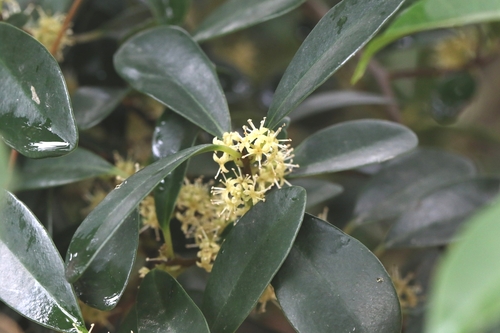 Image of Embelia laeta by no rights reserved