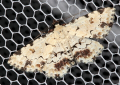 Sandava scitisignata