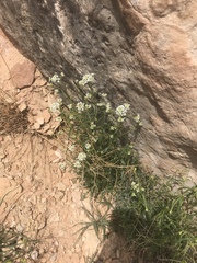Lepidium montanum