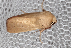 Leucania abdominalis