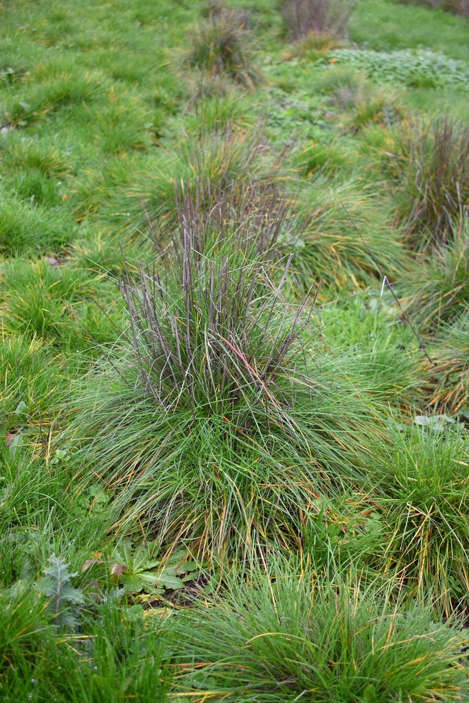 Roemer's Fescue from FBP Native Plant Nursery Lane County, OR, USA on ...