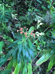 Euphorbia mellifera