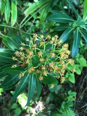 Euphorbia mellifera