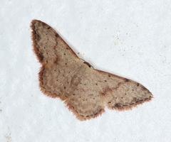 Idaea halmaea