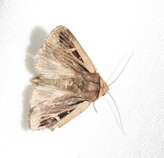 Proteuxoa tortisigna