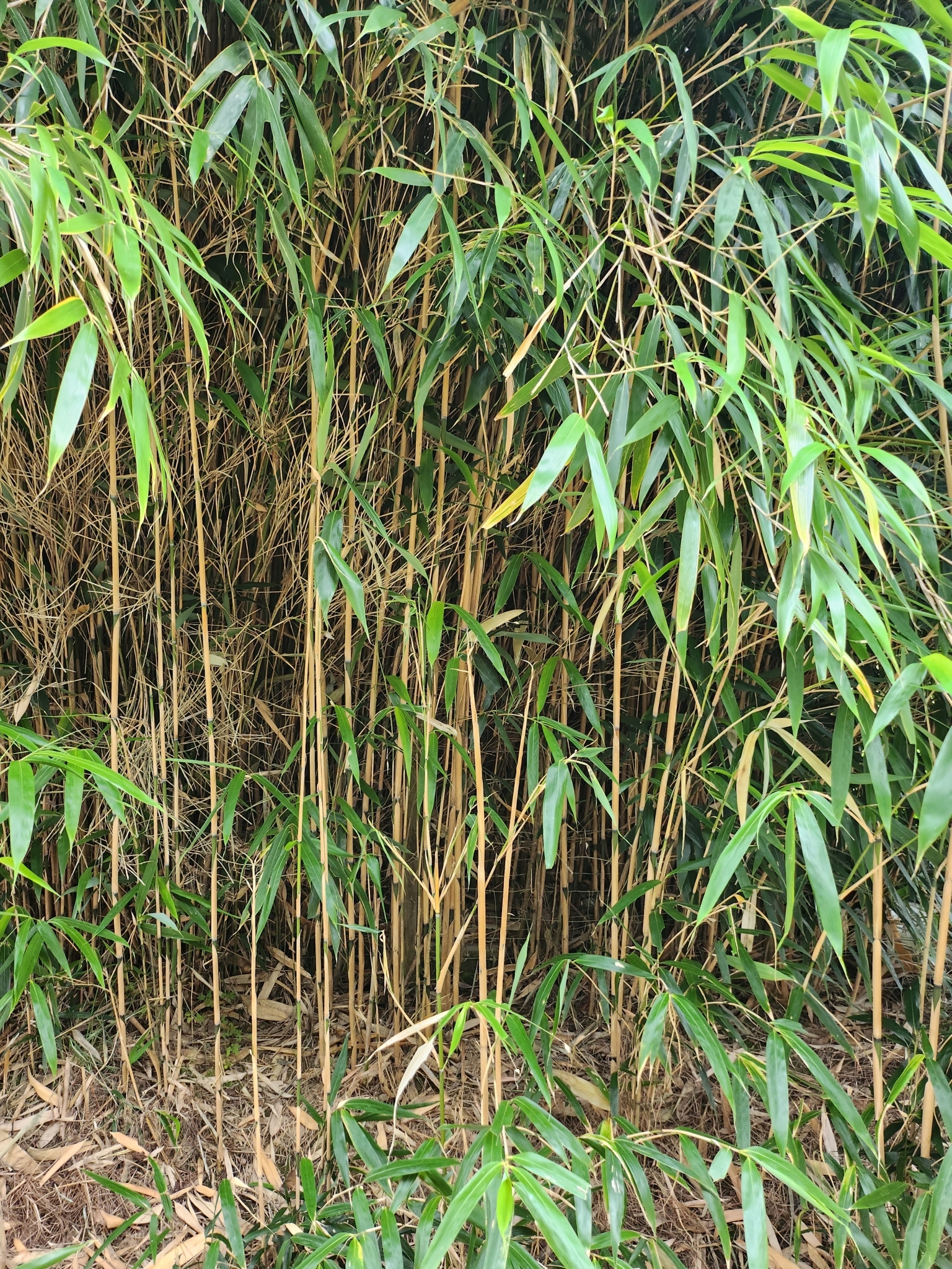 Imagem de Bambu-japonês