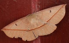 Phallaria ophiusaria