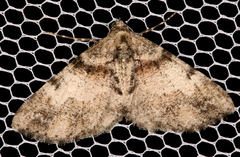 Syneora adelphodes