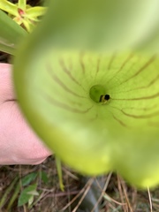 Exyra semicrocea