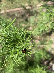 Chilocorus stigma