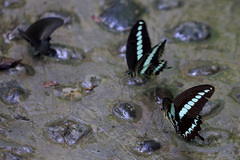 Papilio gigon
