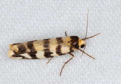 Scaptesyle equidistans