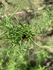 Chilocorus stigma