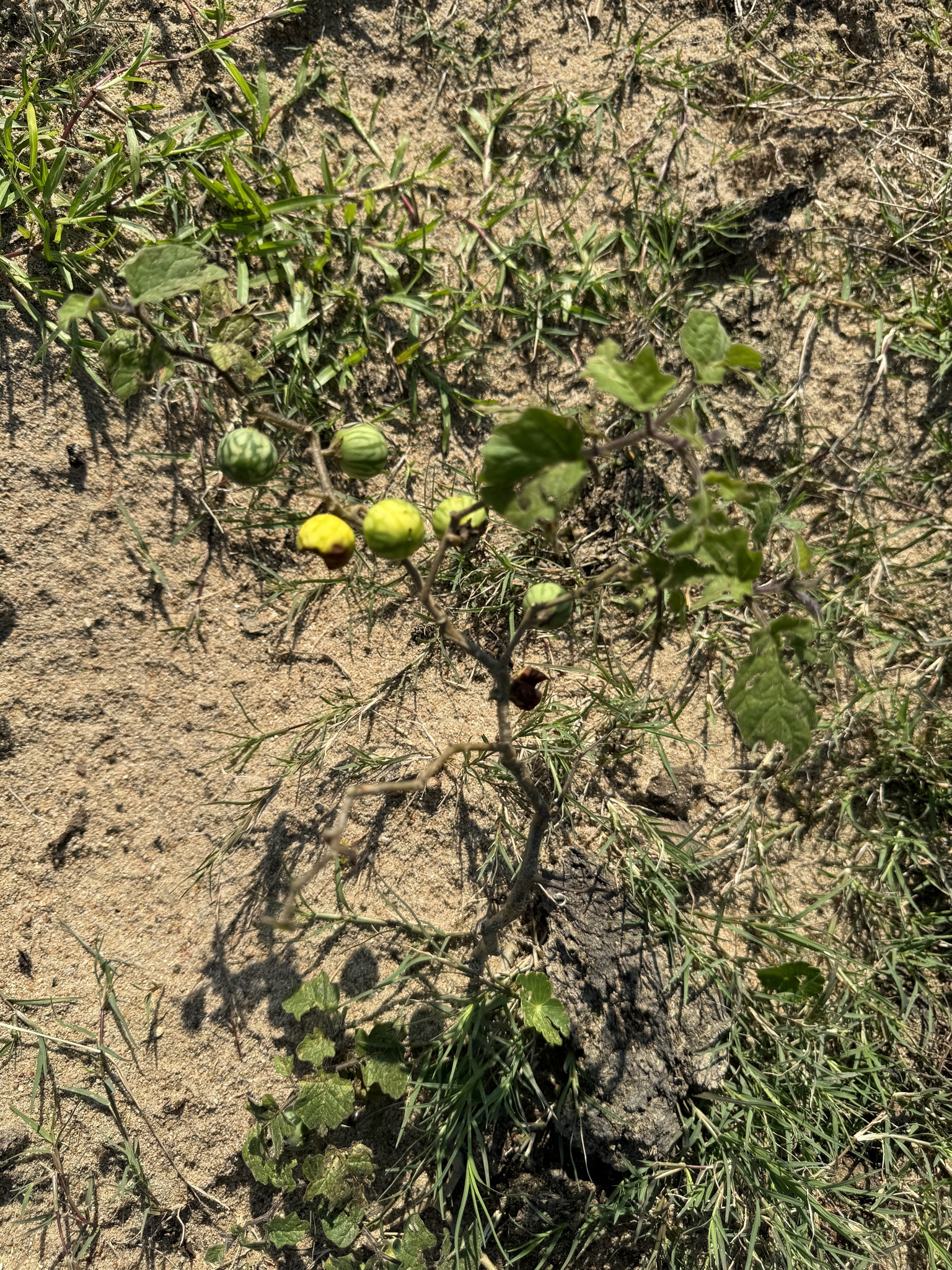 Solanum viarum