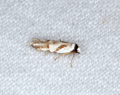 Oxythecta lygrosema