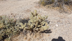 Cylindropuntia wolfii