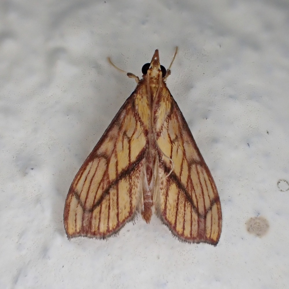 Placosaris labordalis