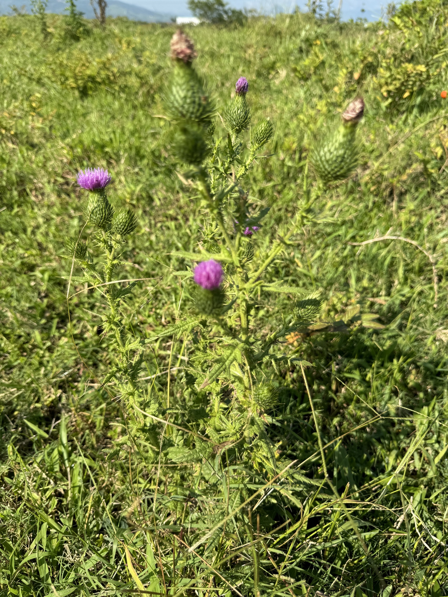 Cirsium vulgare