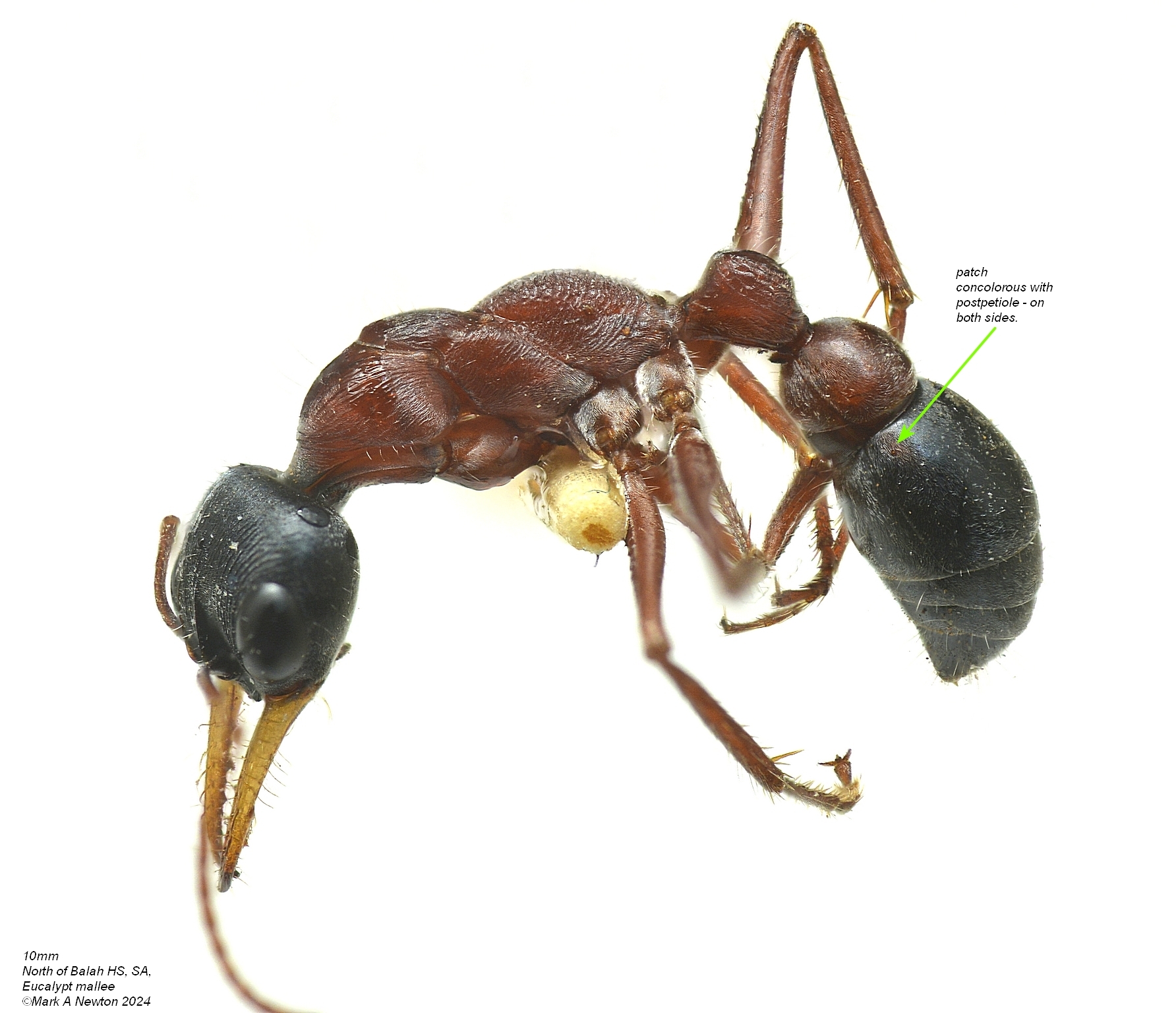 Myrmecia cephalotes