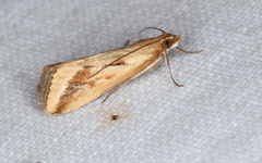Achyra massalis