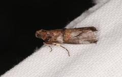 Conobathra hemichlaena