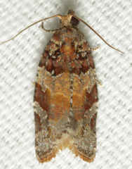 Argyrotaenia kimballi