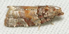 Argyrotaenia kimballi