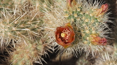 Cylindropuntia wolfii