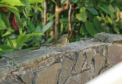 Sporophila corvina