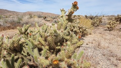 Cylindropuntia wolfii