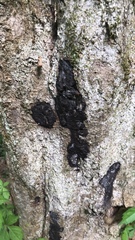 Biscogniauxia mediterranea