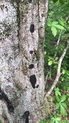 Biscogniauxia mediterranea