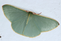 Chlorocoma assimilis