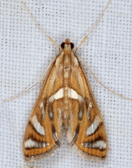 Margarosticha euprepialis