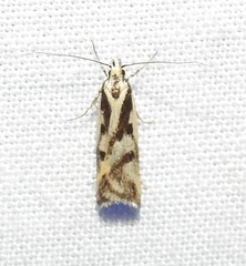 Epithymema incomposita