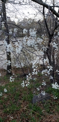 Amelanchier laevis