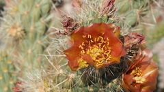 Cylindropuntia wolfii
