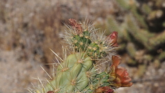 Cylindropuntia wolfii