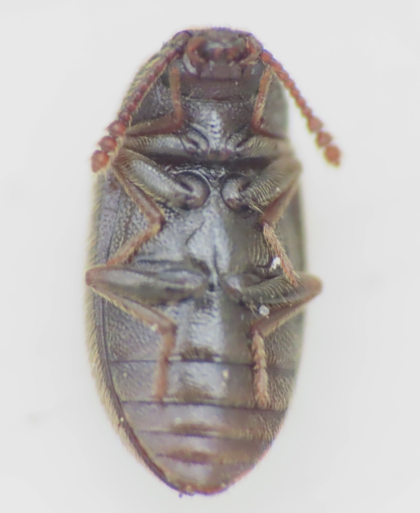 Pisenus humeralis