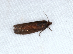 Cryptaspasma sordida