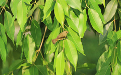 Sporophila corvina