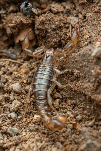 Superstition Mountains Scorpion photo 2